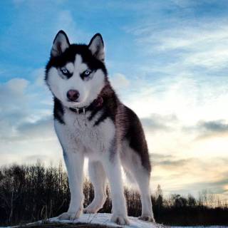 Husky wallpaper
