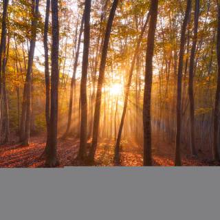 Warm nature wallpaper