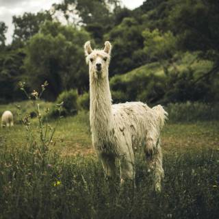 Llama wallpaper
