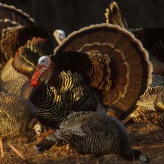 Animal turkey wallpaper