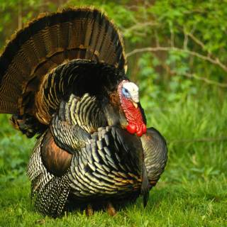 Animal turkey wallpaper