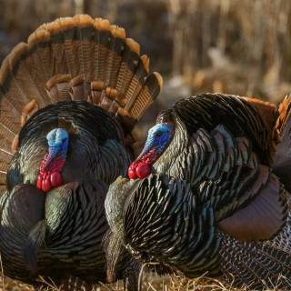 Animal turkey wallpaper