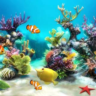 Aquarium wallpaper