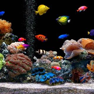 Aquarium wallpaper