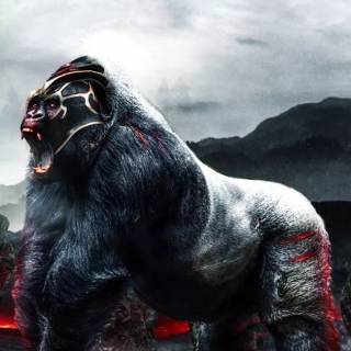 Gorilla wallpaper