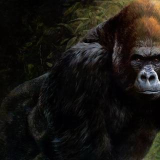 Gorilla wallpaper