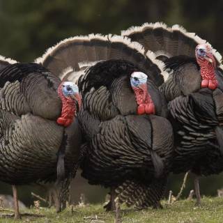 Animal turkey wallpaper