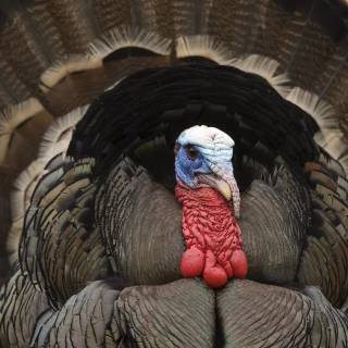 Animal turkey wallpaper