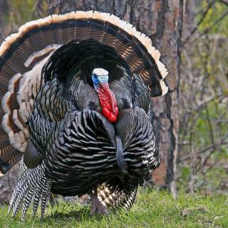 Animal turkey wallpaper