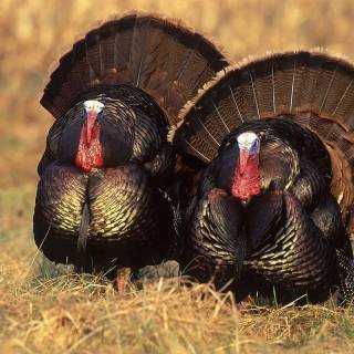 Animal turkey wallpaper