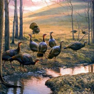 Animal turkey wallpaper