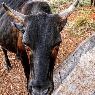 Cow bull wallpaper