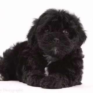 Black Shih Tzu wallpaper
