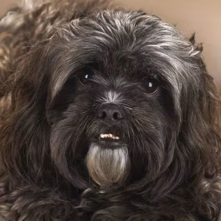 Black Shih Tzu wallpaper