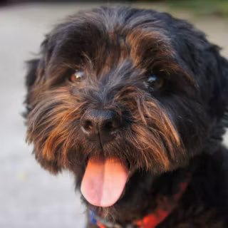 Black Shih Tzu wallpaper