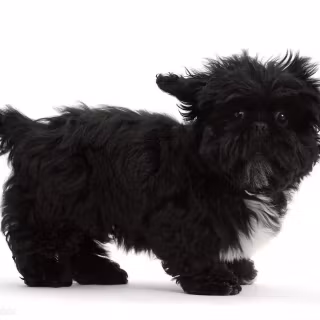 Black Shih Tzu wallpaper