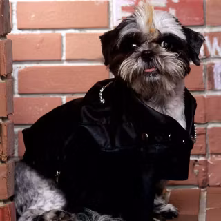 Black Shih Tzu wallpaper