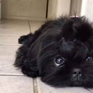 Black Shih Tzu wallpaper