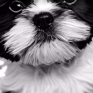 Black Shih Tzu wallpaper