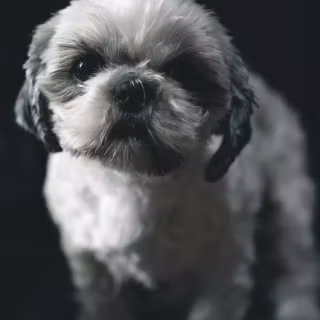 Black Shih Tzu wallpaper