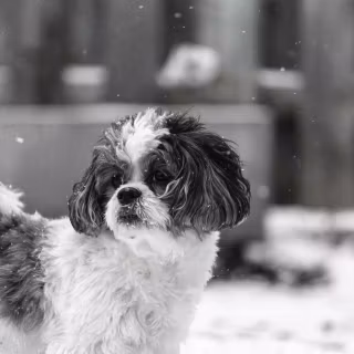 Black Shih Tzu wallpaper