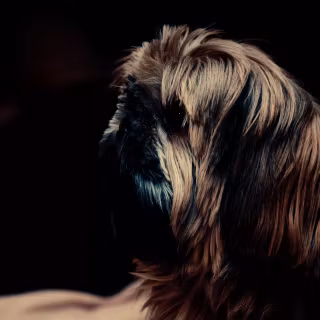 Black Shih Tzu wallpaper