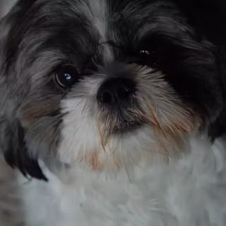 Black Shih Tzu wallpaper