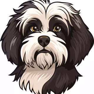 Black Shih Tzu wallpaper