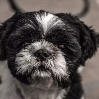 Black Shih Tzu wallpaper