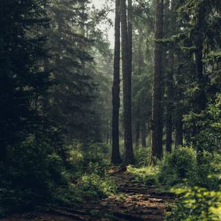 Forest wallpaper