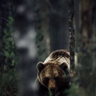 Bear wallpaper