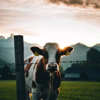 Cow wallpaper