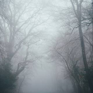 Fog wallpaper