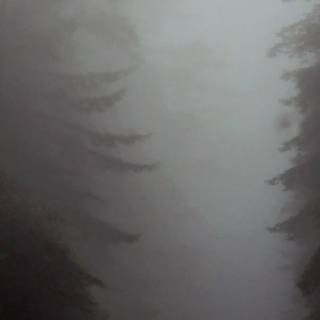 Foggy forest iPhone wallpaper