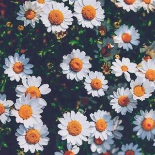 Chromebook wallpaper