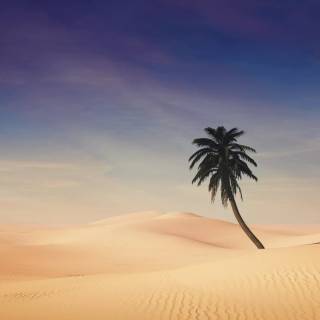 Desert wallpaper