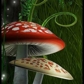 Mushroom wallpaper