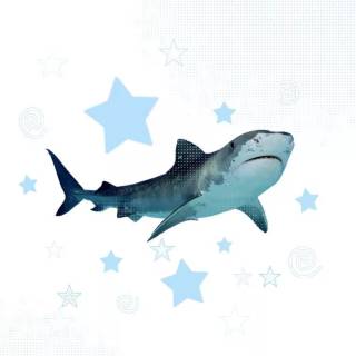 Shark wallpaper