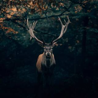 Deer wallpaper