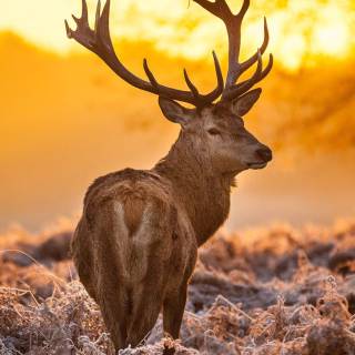 Deer wallpaper