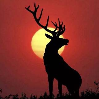 Deer wallpaper