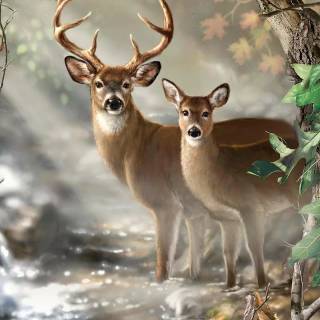 Deer wallpaper
