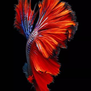 Apple iPhone original wallpaper