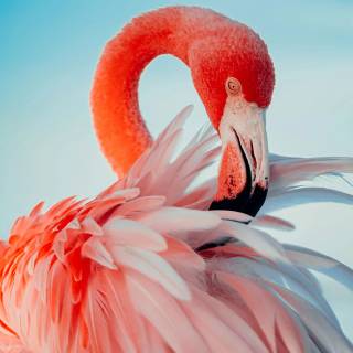 Flamingo wallpaper