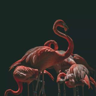 Flamingo iPhone wallpaper