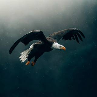 Eagle wallpaper