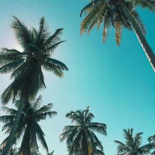 Palm tree wallpaper