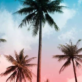 Palm tree wallpaper