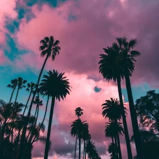Palm tree wallpaper