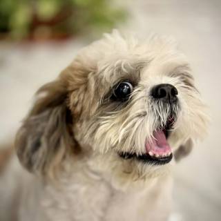 Shih Tzu wallpaper